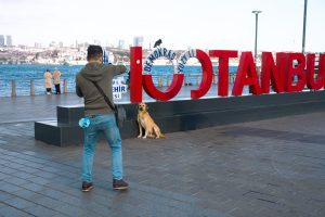 Perro callejero posando frente al cartel de Estambul junto al mar de Mármara, con vistas al Bósforo al fondo.