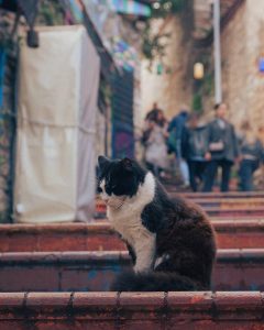 Gato callejero en las escaleras de Balat, Estambul