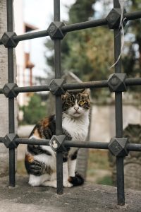 Gato callejero detrás de una verja en un cementerio de Estambul